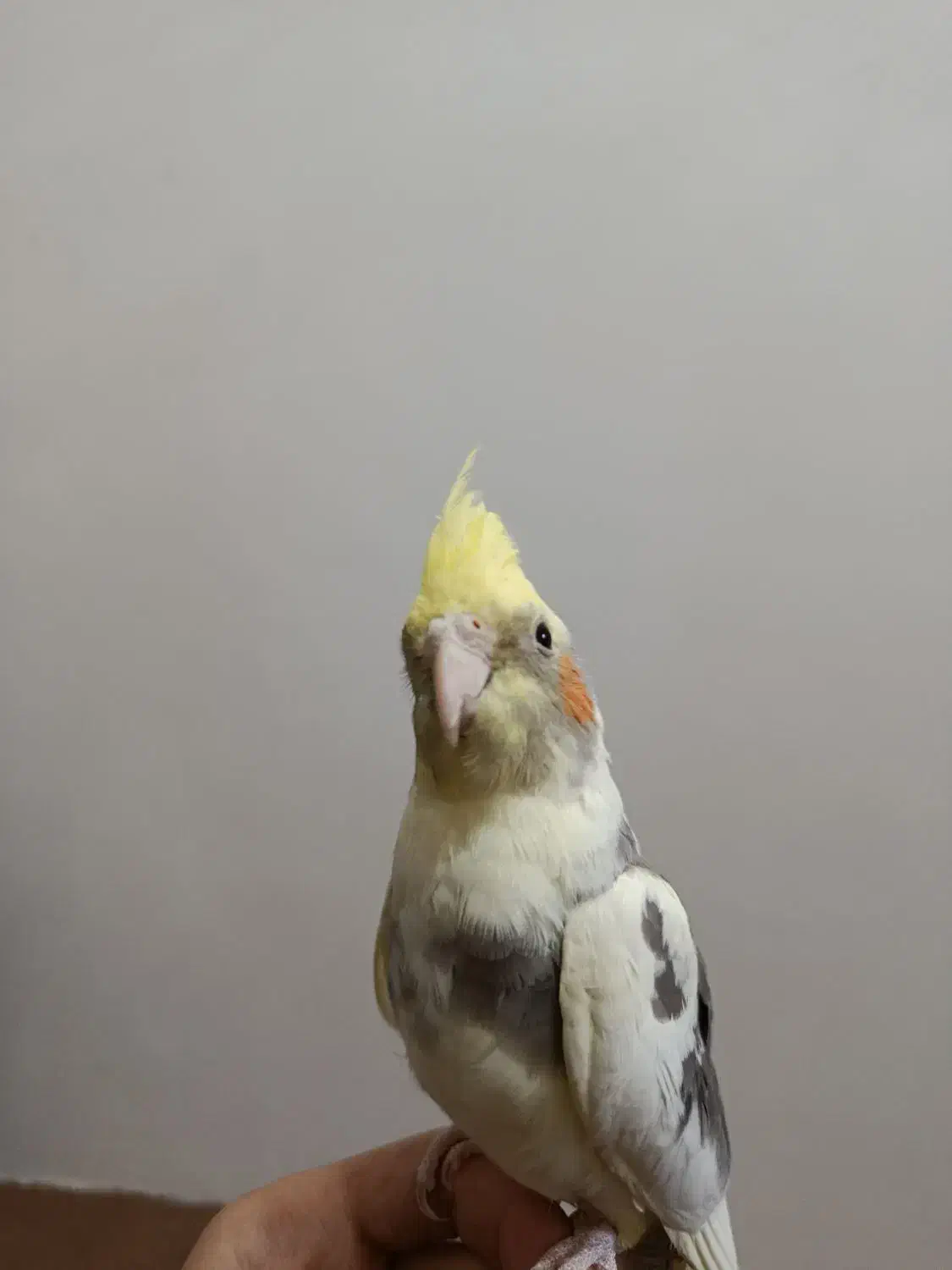 عروس هلندی|پرنده|تربتحیدریه, میدان مرکزی|دیوار