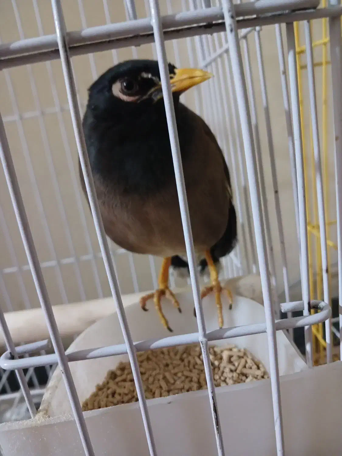 مرغ مینا گم شده|حیوانات|شهریار, شهرک امیریه|دیوار