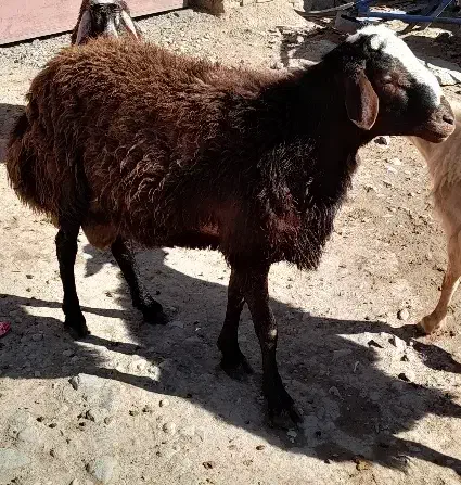 قوچ اصیل|حیوانات مزرعه|هریس, |دیوار