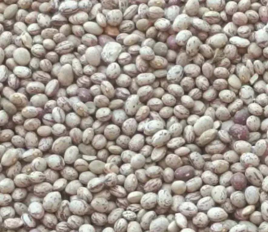 لوبیا چیتی|خوردنی و آشامیدنی|داران, |دیوار