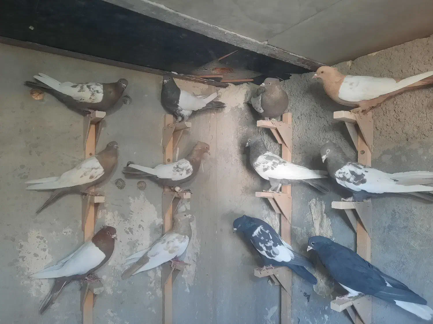 کبوتر ماده|پرنده|مرودشت, بیست متری بیمارستان|دیوار