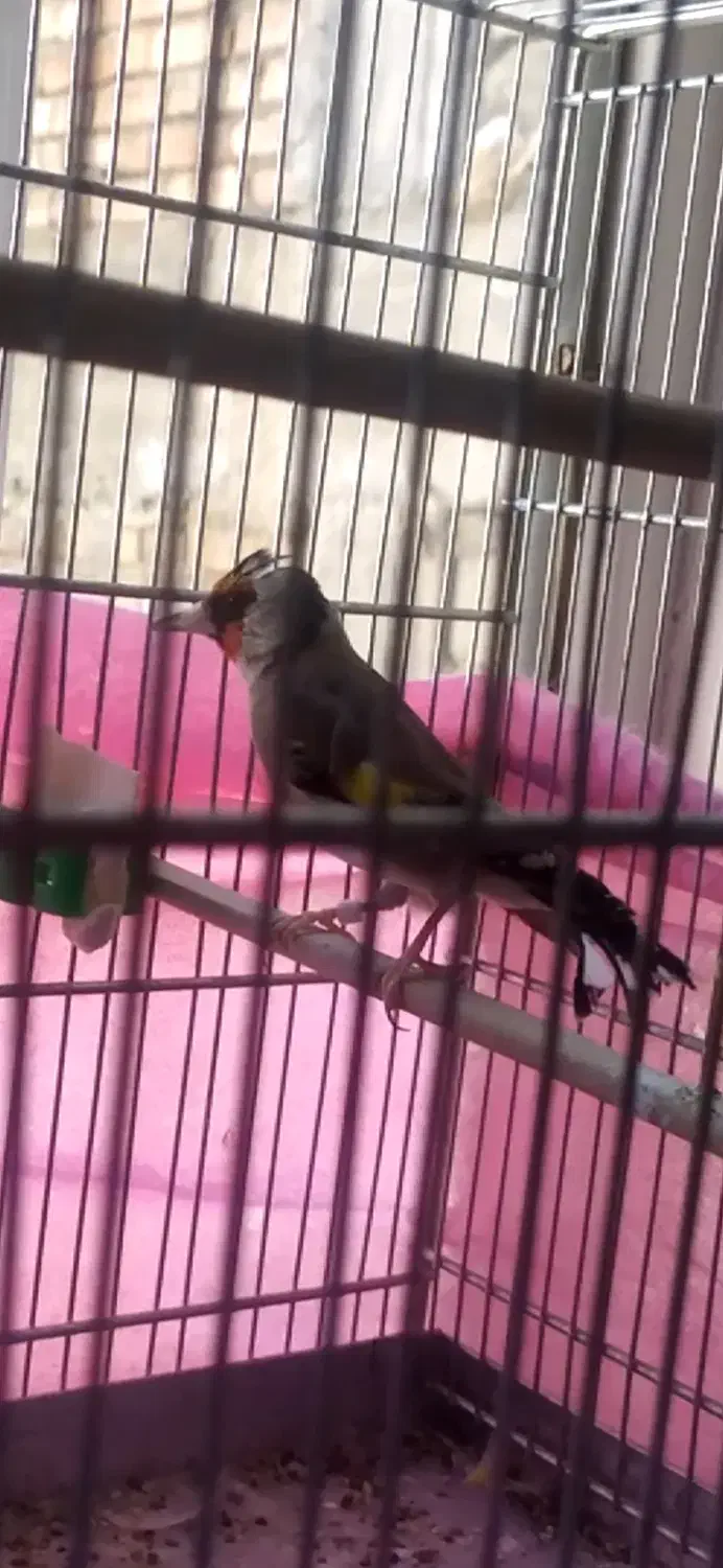 سهرە جوجە قفس|پرنده|سردشت, |دیوار