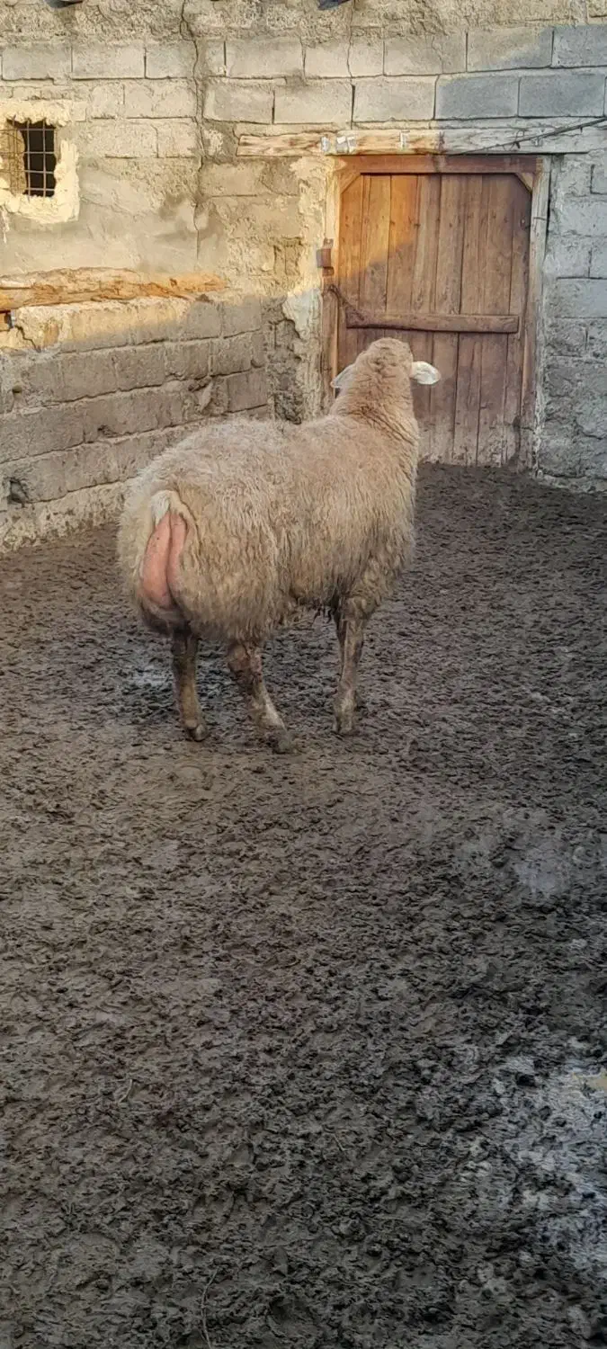 گوسفند|حیوانات مزرعه|گرمادوز, |دیوار