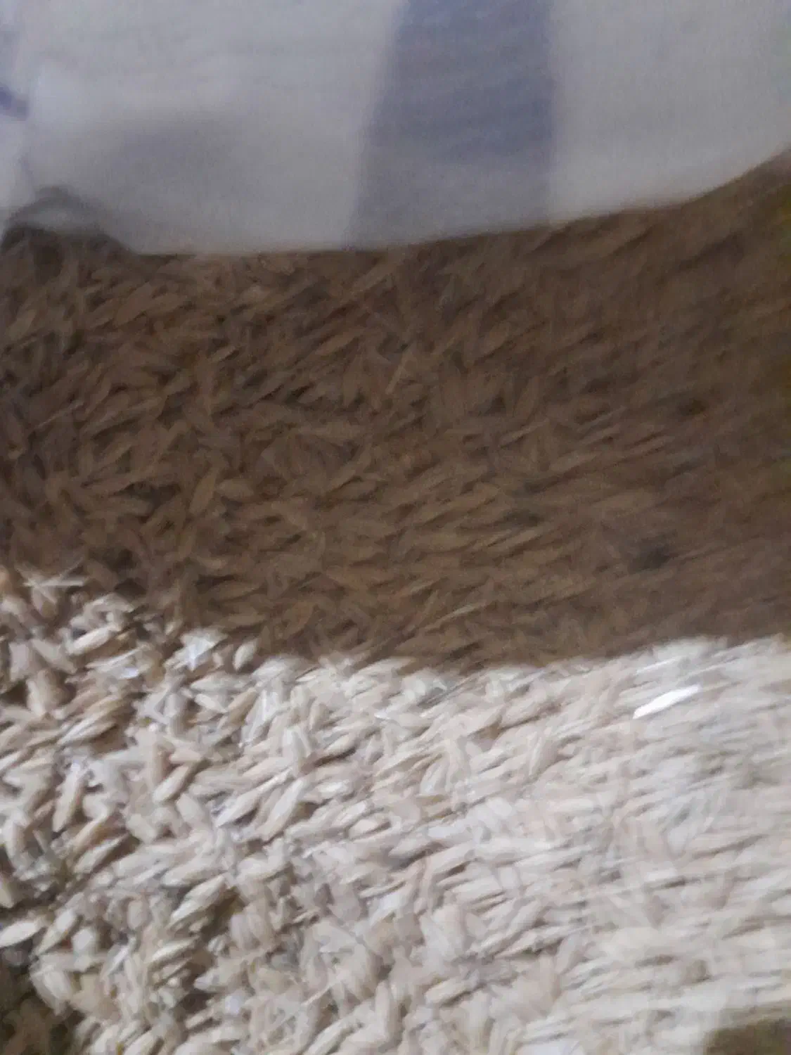 جوی بهار|لوازم جانبی حیوانات|بزینه رود, |دیوار