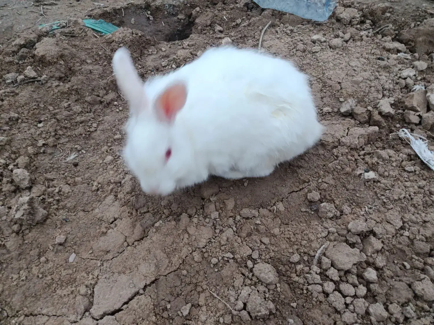 یک جفت خرگوش|موش و خرگوش|گنبد کاووس, |دیوار