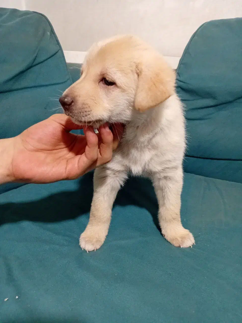 واگذاری طوله ماده سرابی|سگ|بهارستان, |دیوار