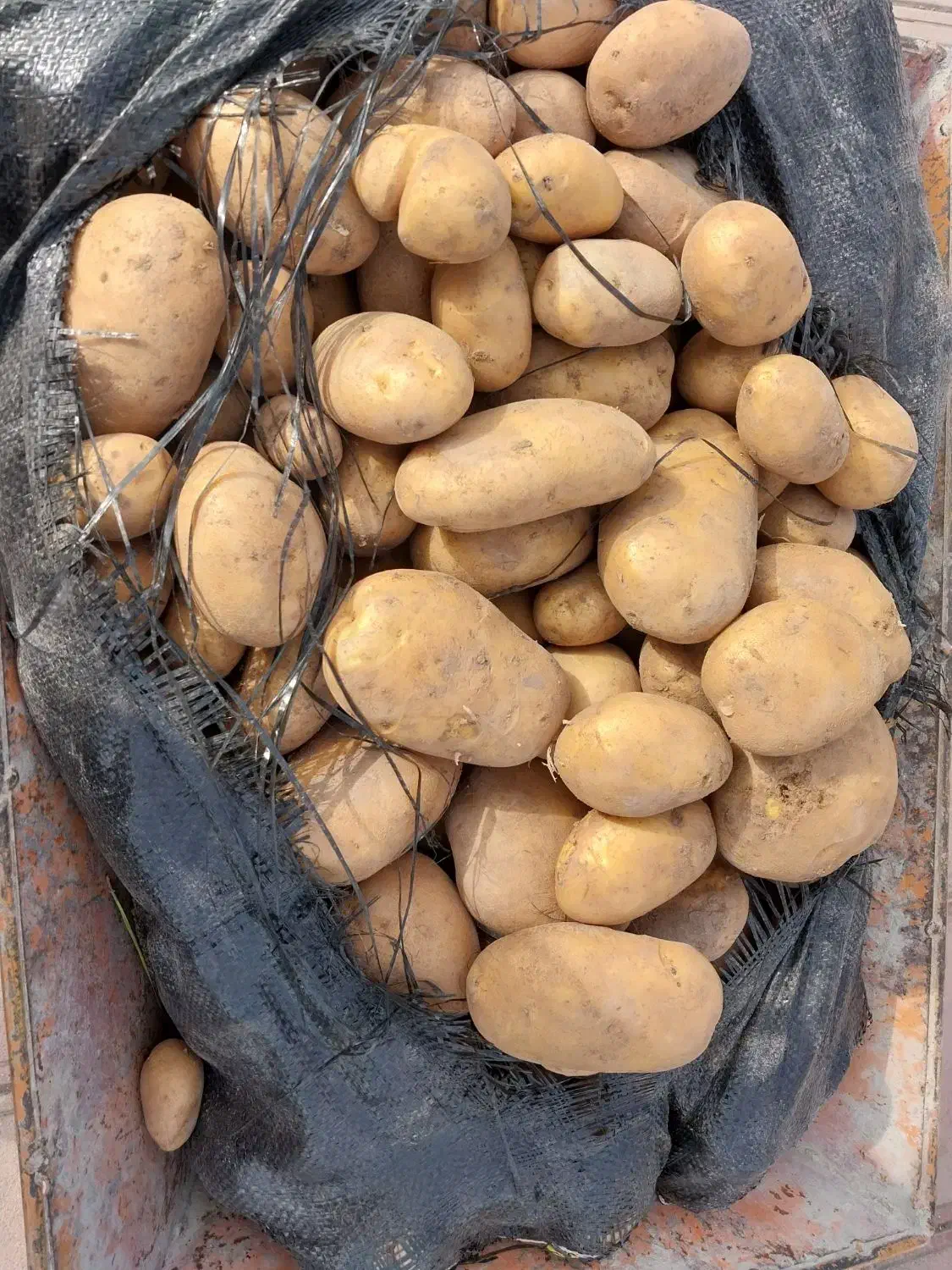 فروش سیب زمینی تازه|خوردنی و آشامیدنی|تالش, هشتپر|دیوار