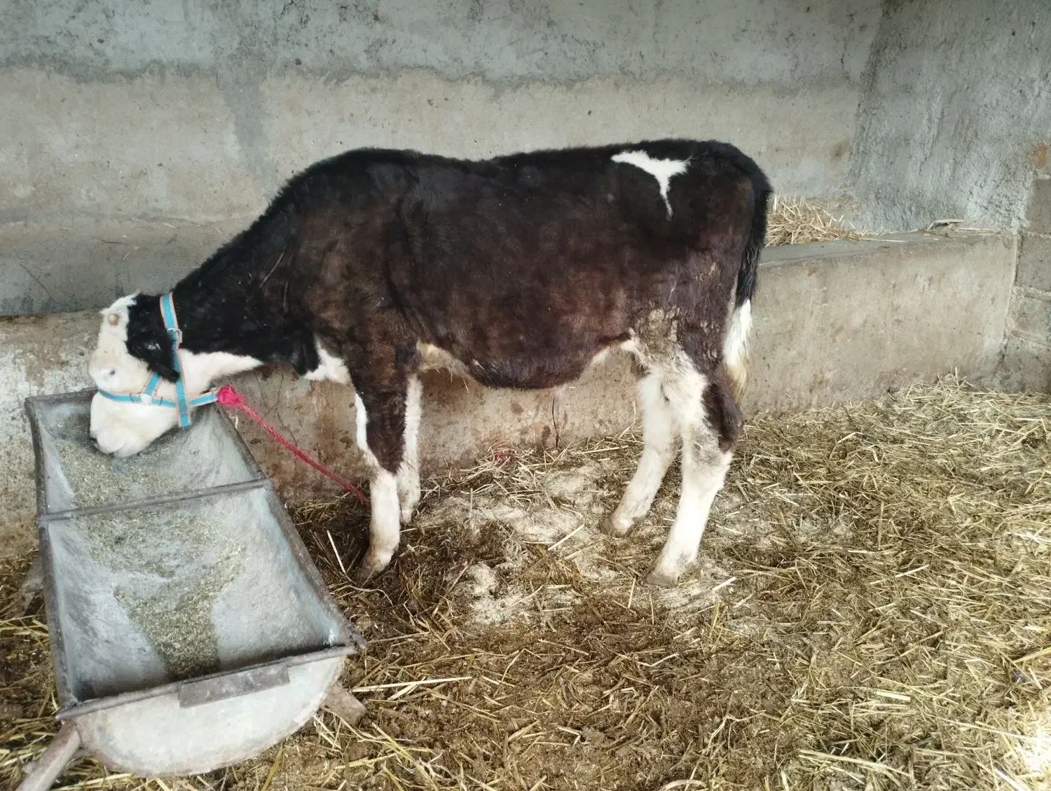 گوساله نر سیمینتال|حیوانات مزرعه|گنبد کاووس, |دیوار