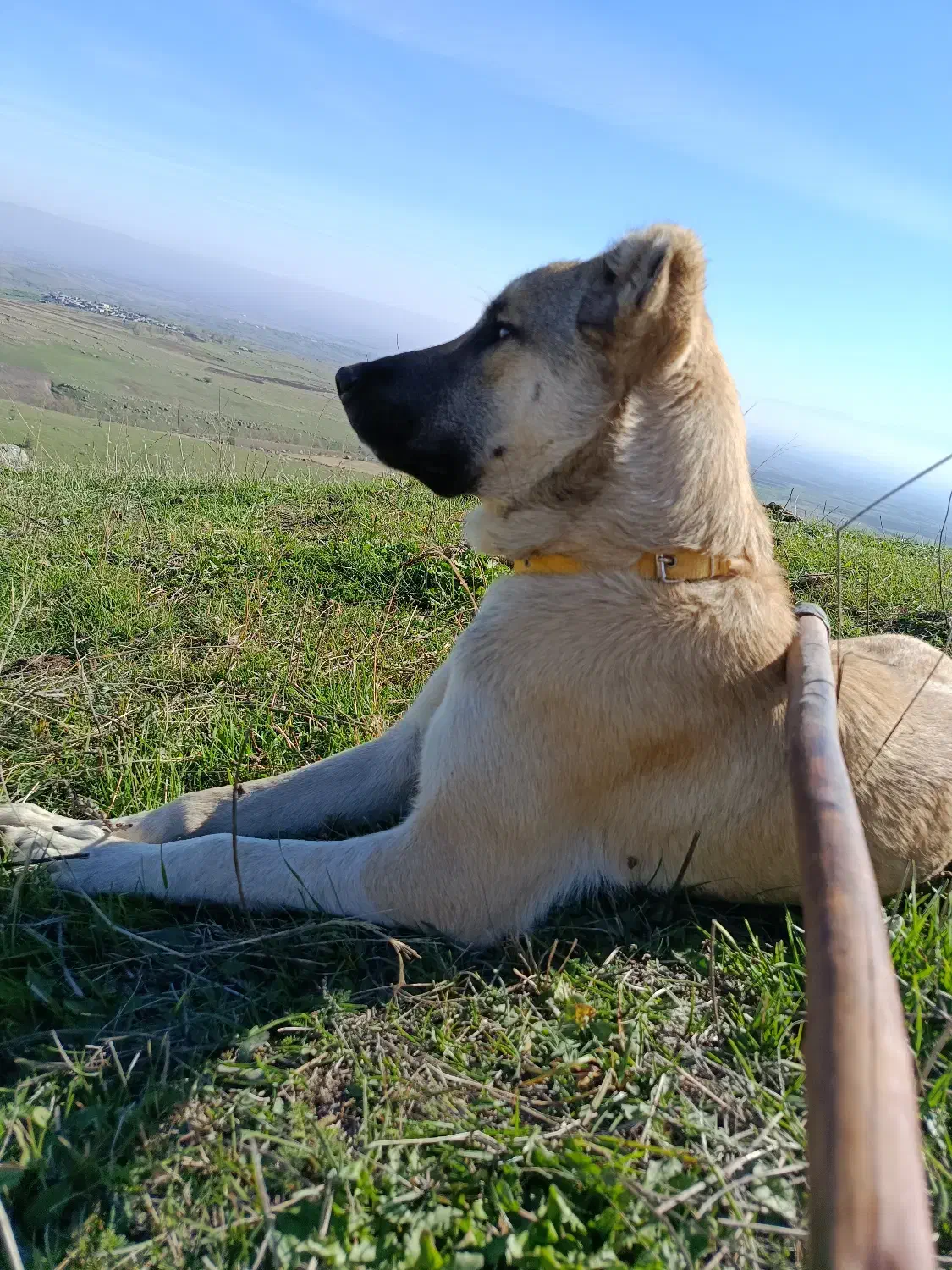 معاوضه توله 6ماهه|سگ|سرعین, |دیوار