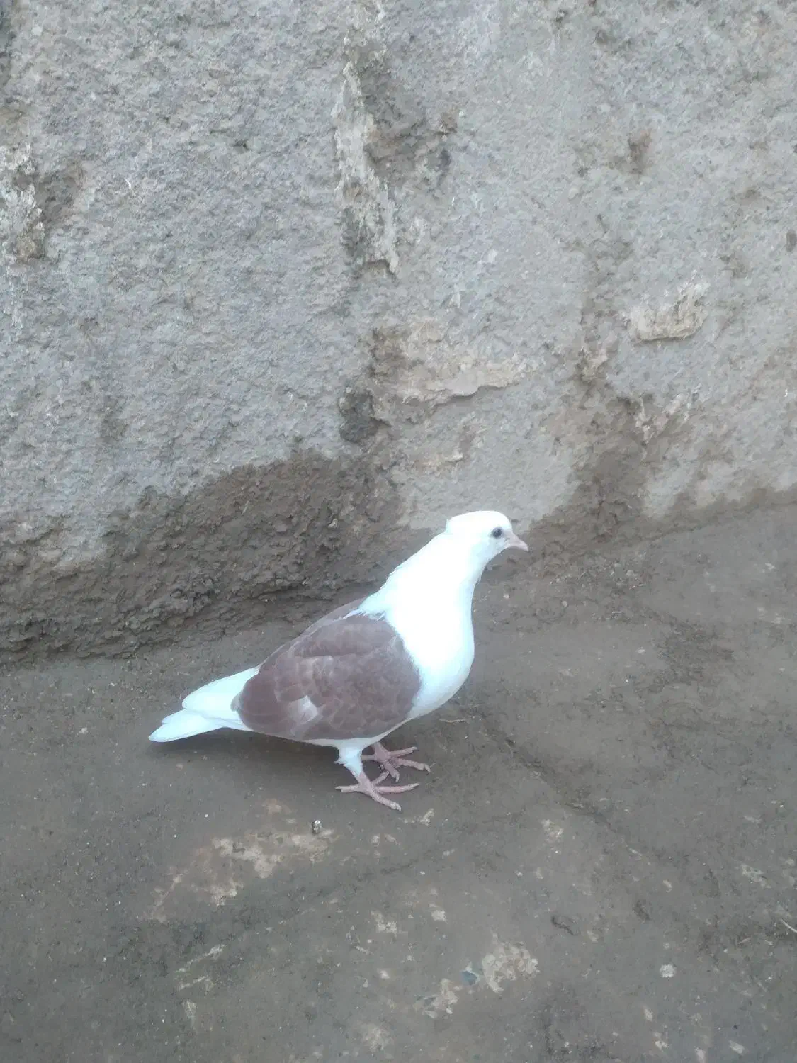 کفتر|پرنده|قزوین, |دیوار