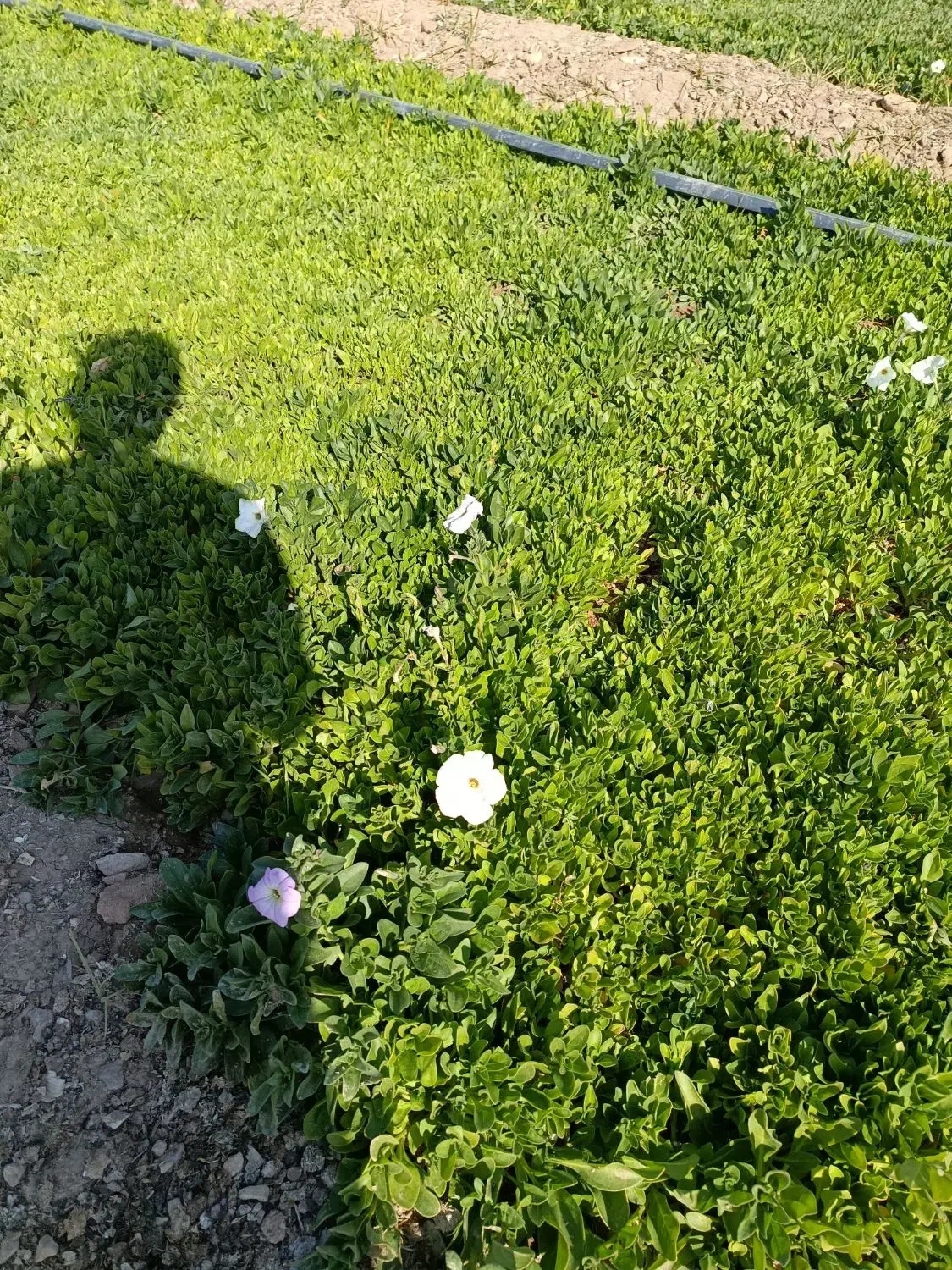 فروش نشا جعبه ای|گل و گیاه طبیعی|محلات, |دیوار