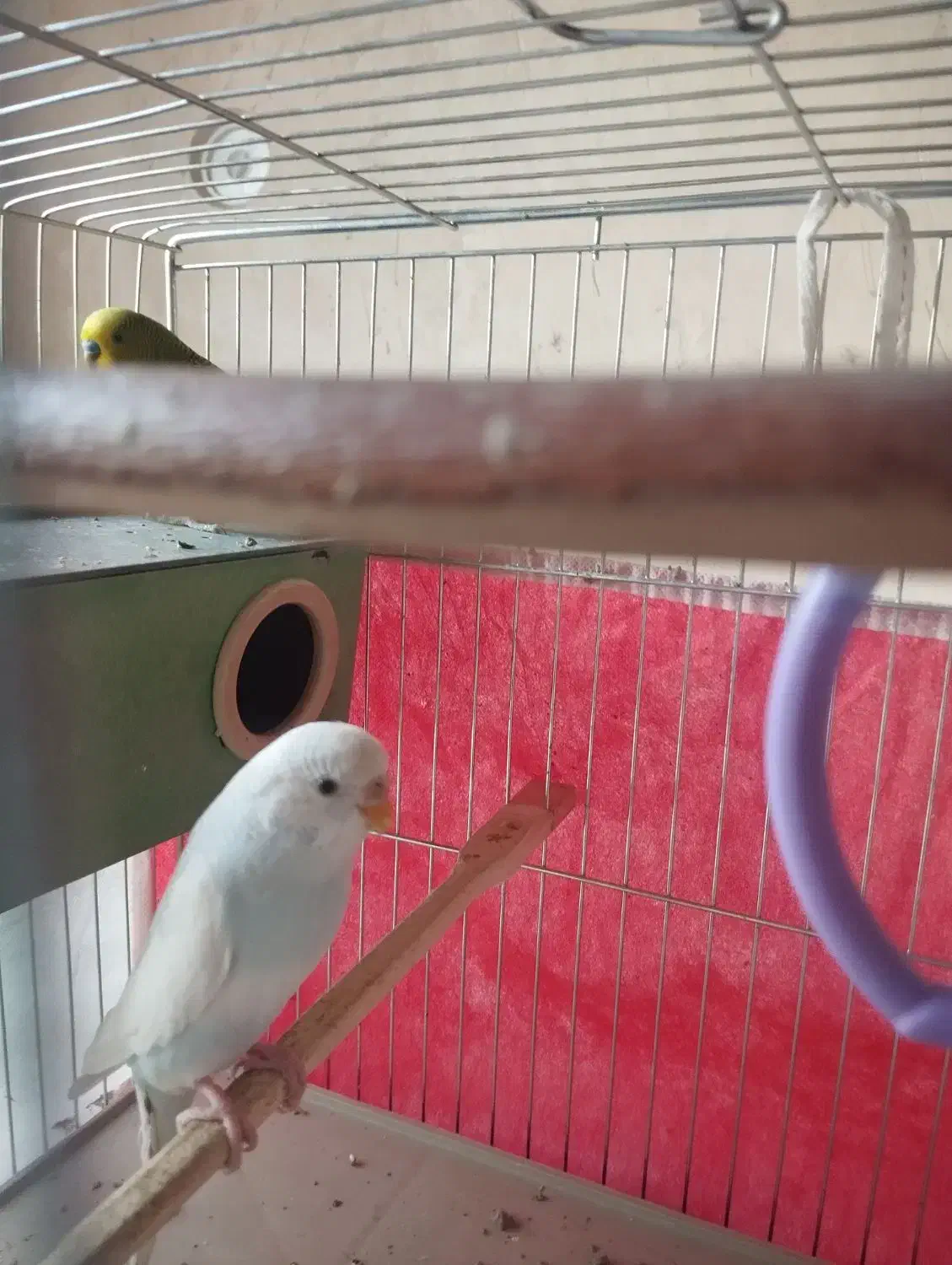 نرو ماده مرغ عشق|پرنده|مریوان, |دیوار