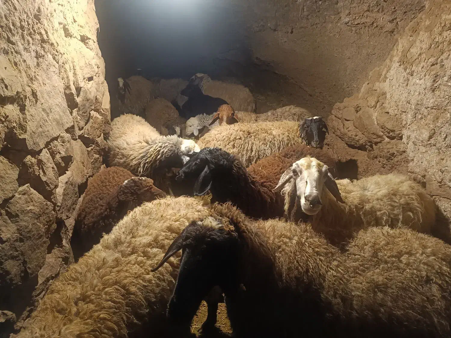 میش وبره|حیوانات مزرعه|بوئین زهرا, |دیوار