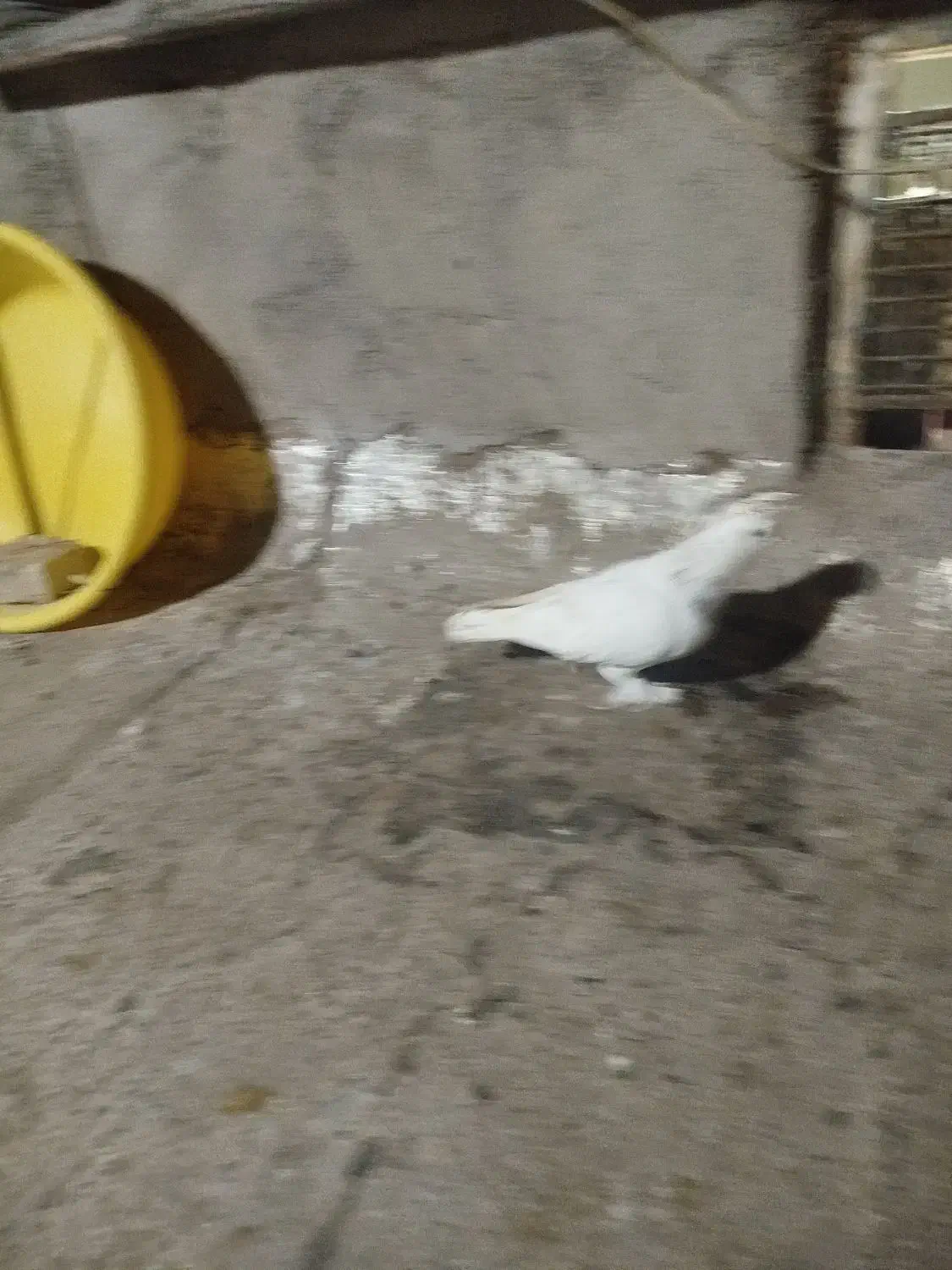 کفتر نر|پرنده|قم, چهار مردان|دیوار