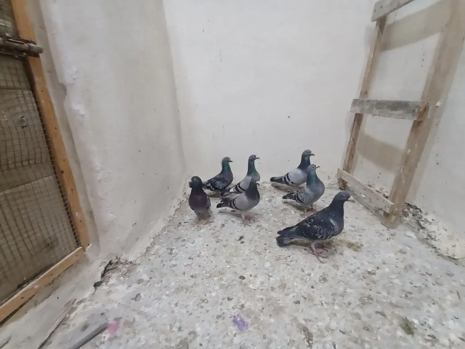 فروش چند عدد نرپر|پرنده|تلنگ, |دیوار