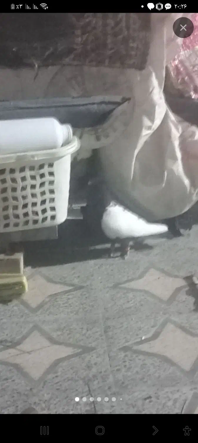 سینه ای نرومست|پرنده|اندیمشک, |دیوار