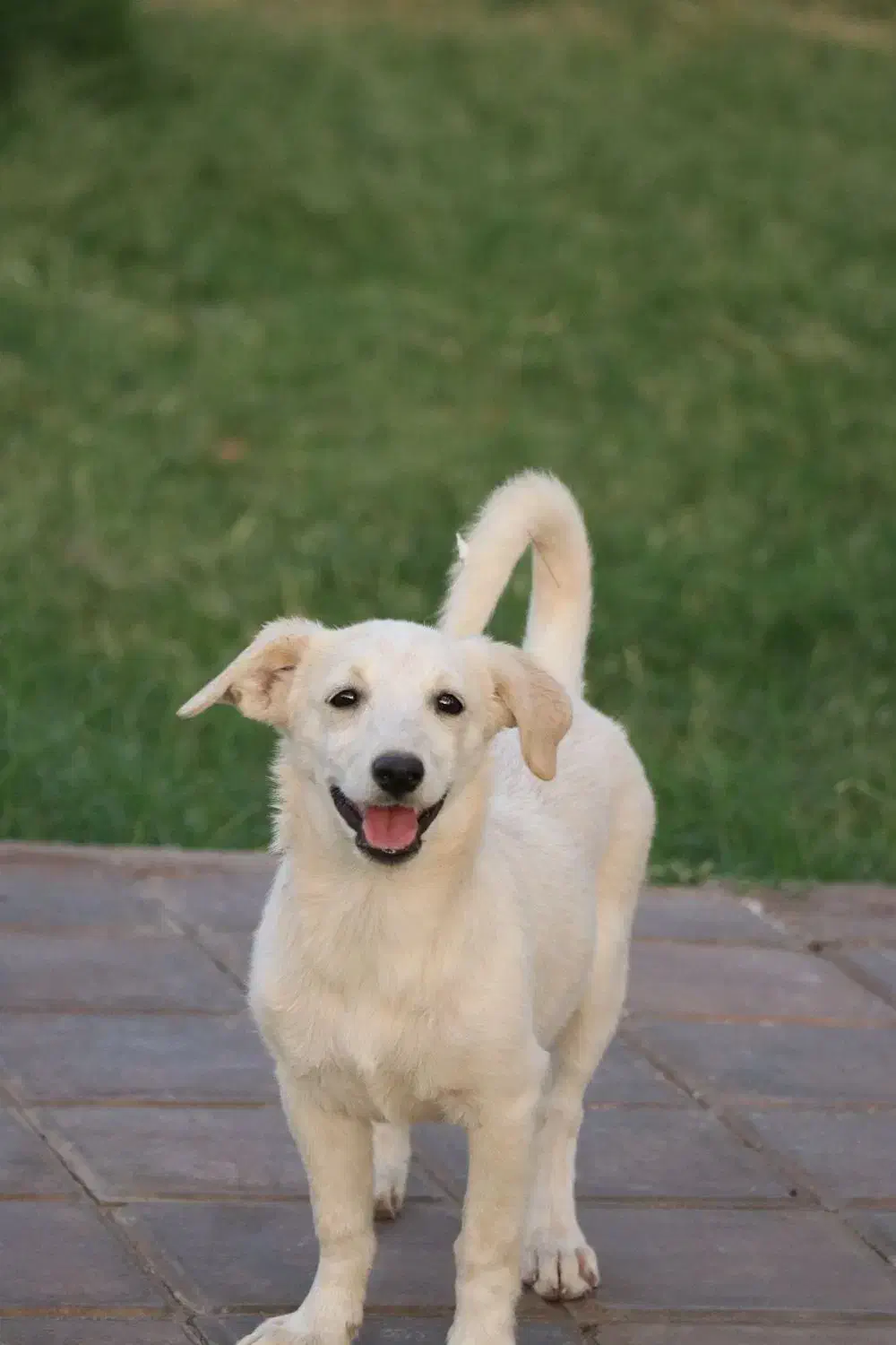 سگ ماده واکسن خورده شناسنامه دار|سگ|کاشان, مدرس|دیوار