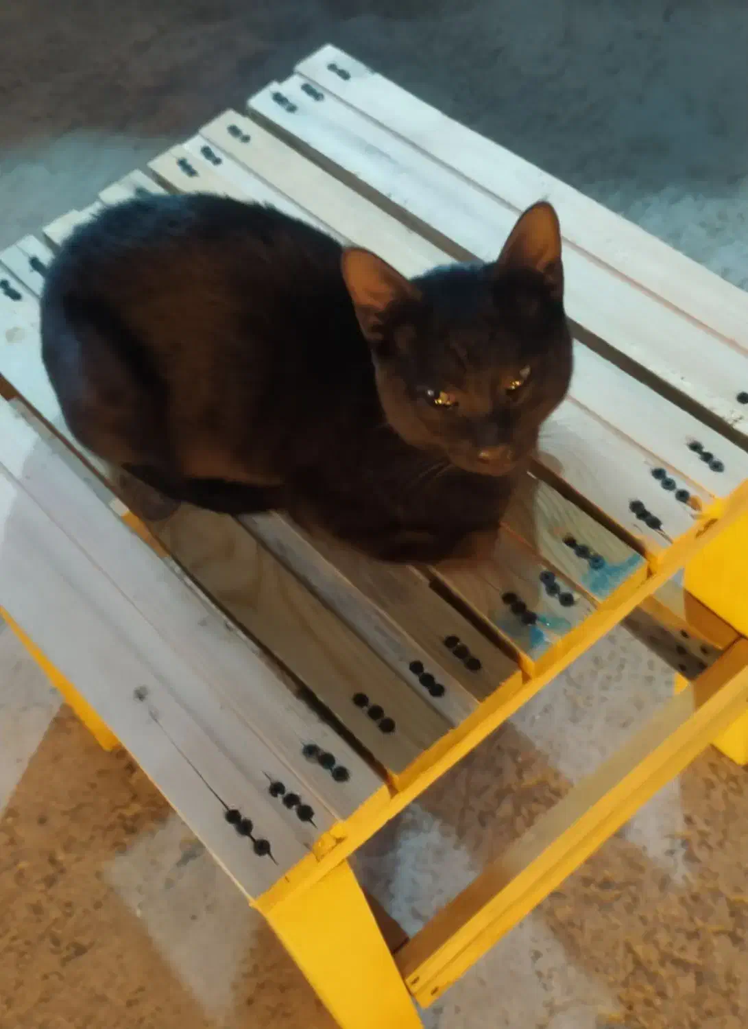 گربه|گربه|کیش, |دیوار