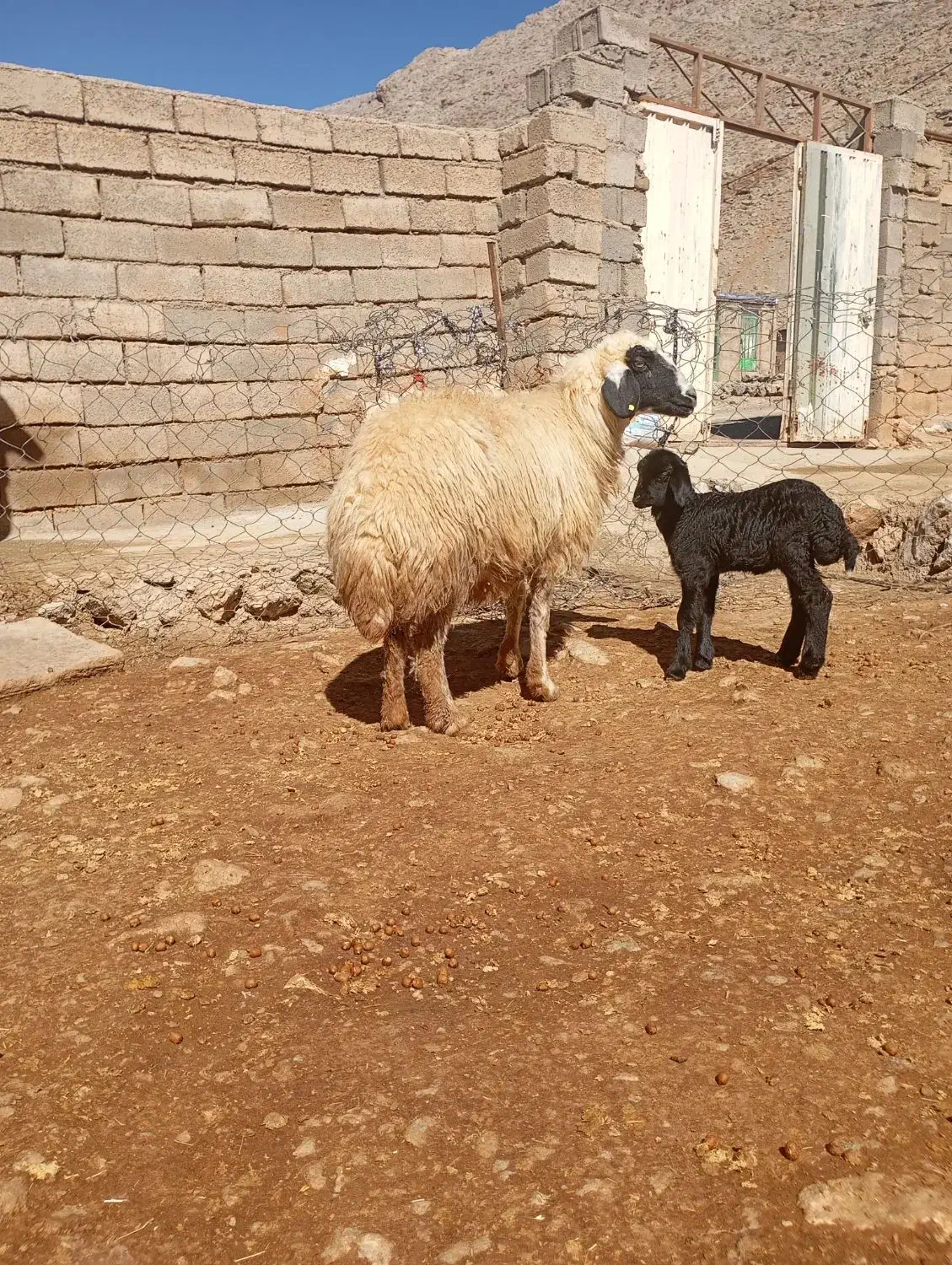 گوسفند|حیوانات مزرعه|بیرانوند, |دیوار