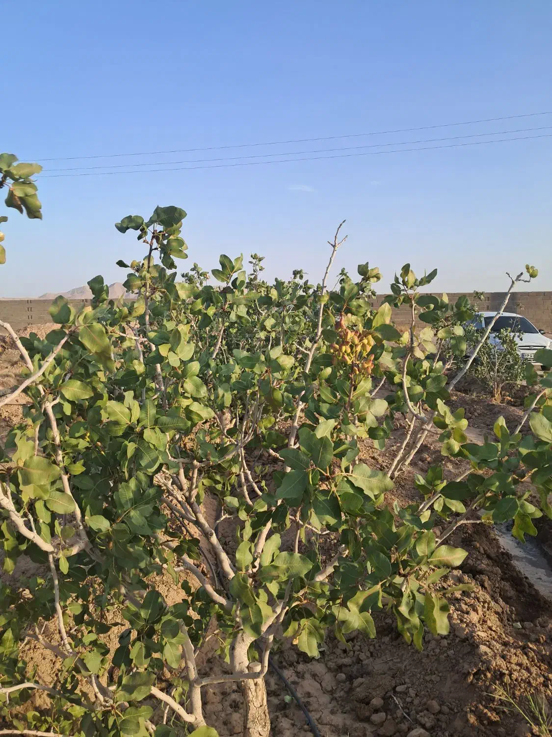 زمین کشاورزی بسطام|فروش زمین و ملک کلنگی|بسطام, |دیوار