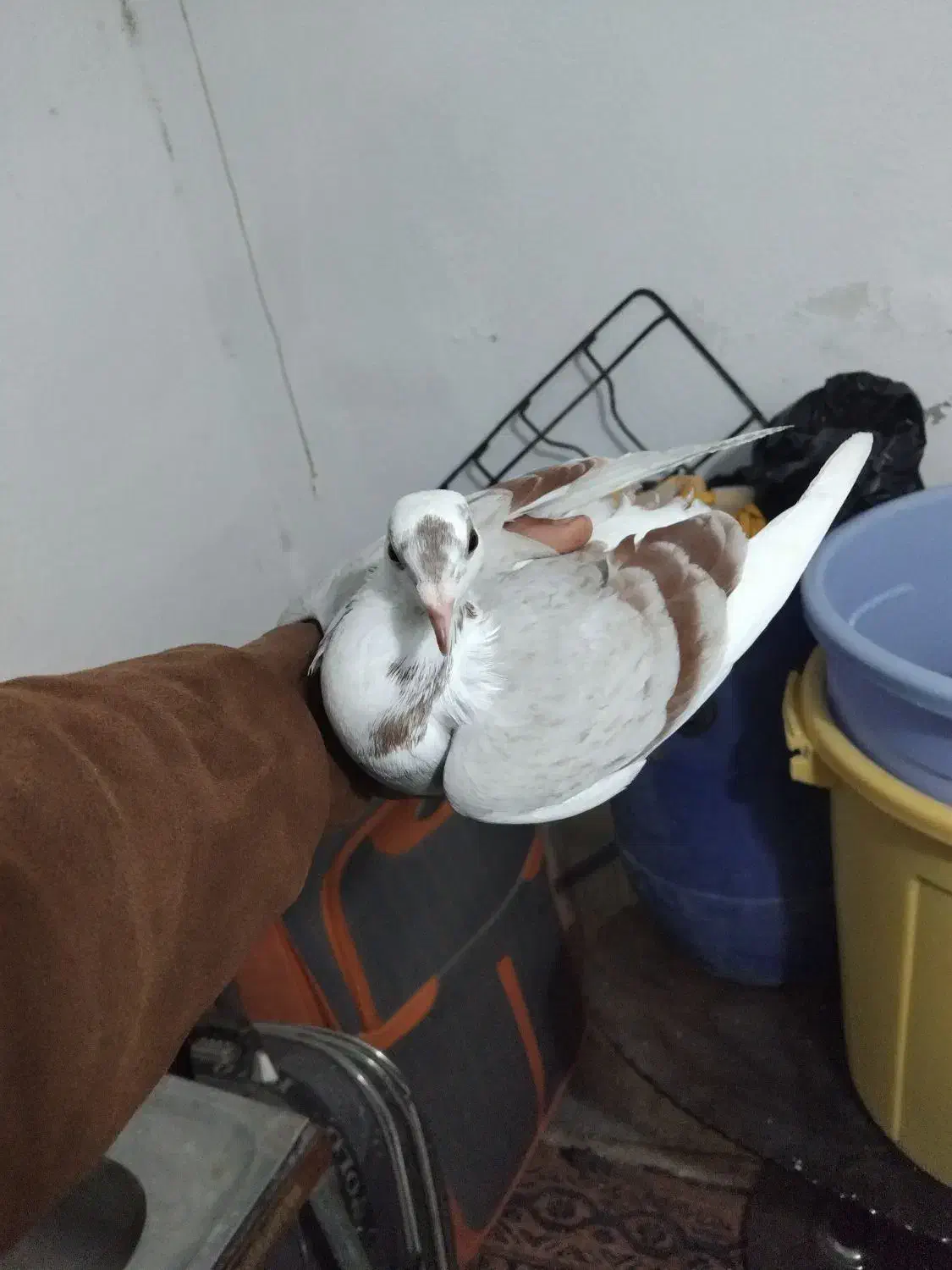 کبوتر دوبال اهوازی|پرنده|گرگان, |دیوار