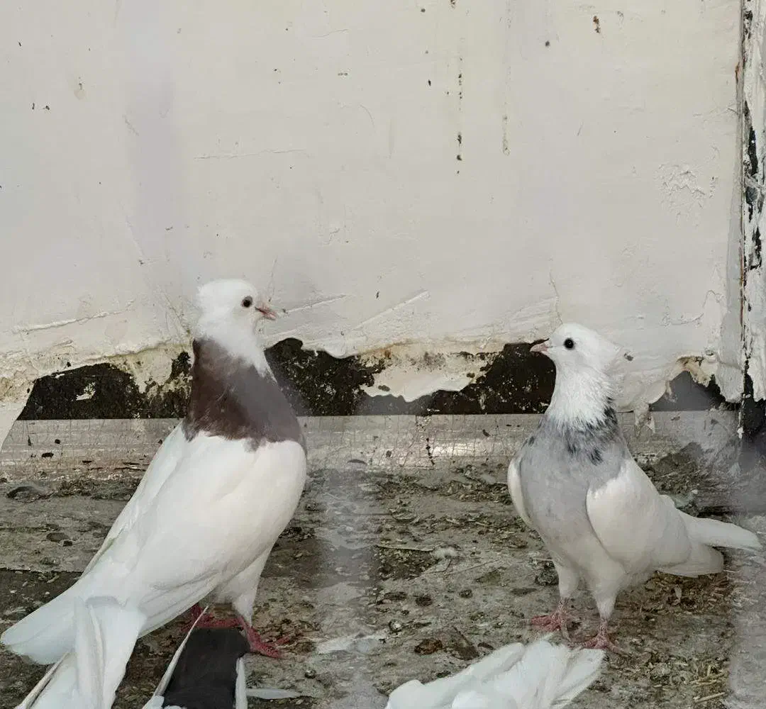 طوقی سو قدیم|پرنده|شاهین‌شهر, حافظ شمالی|دیوار