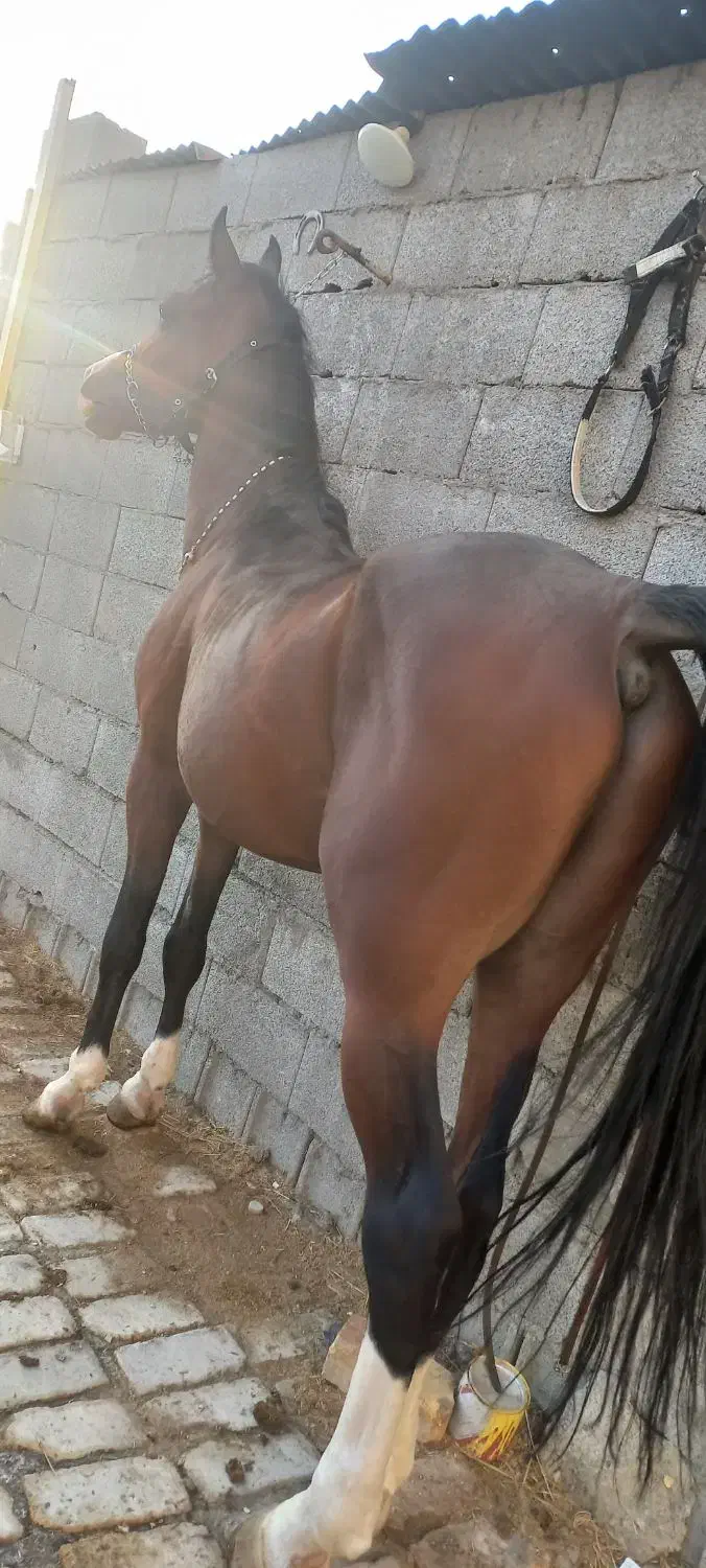 اسب سواریدار|اسب و تجهیزات اسب‌سواری|فلاورجان, |دیوار