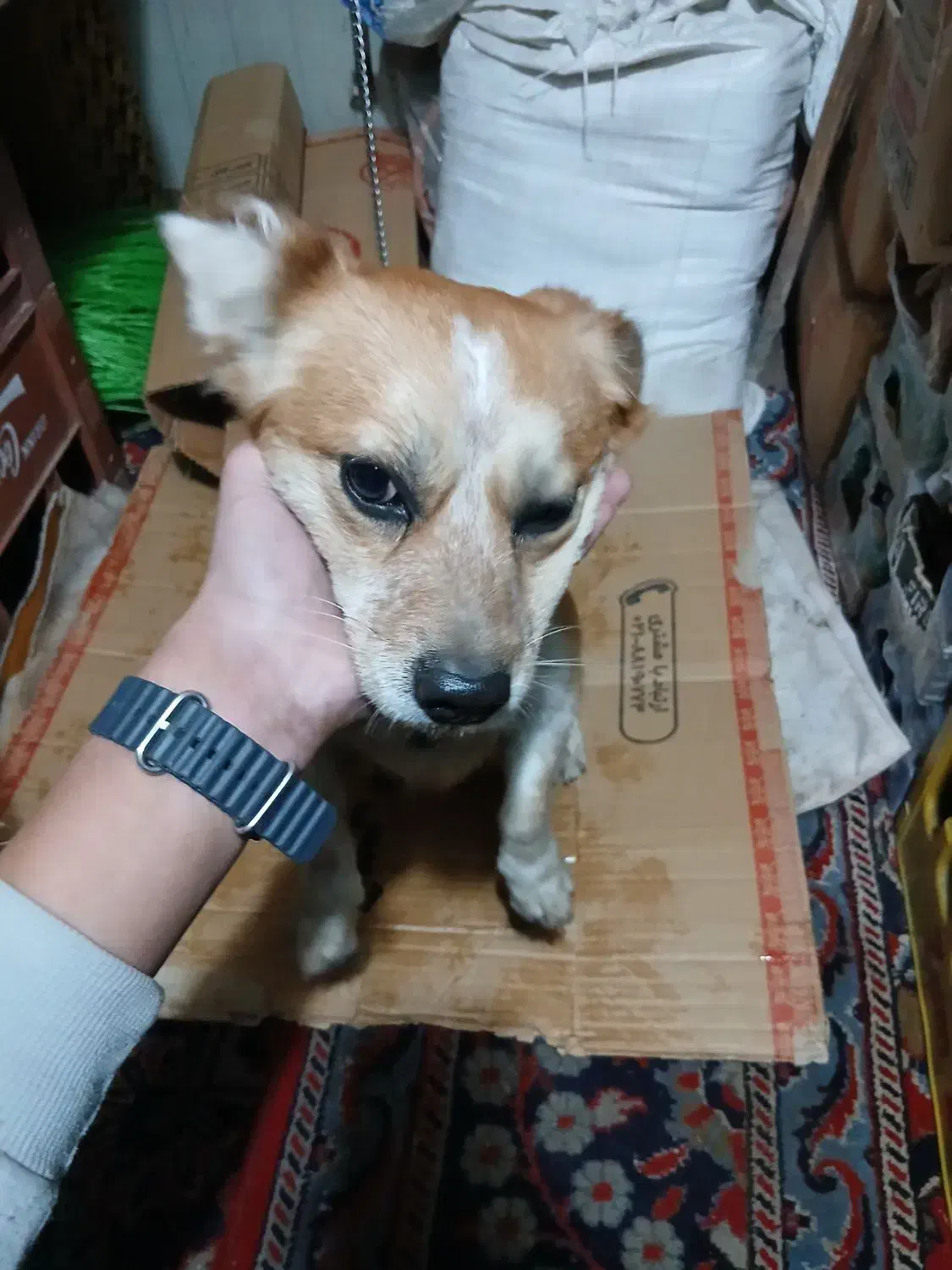 سگ پاکوتا.   کشف توس ۳۳|سگ|مشهد, حضرت حجت|دیوار