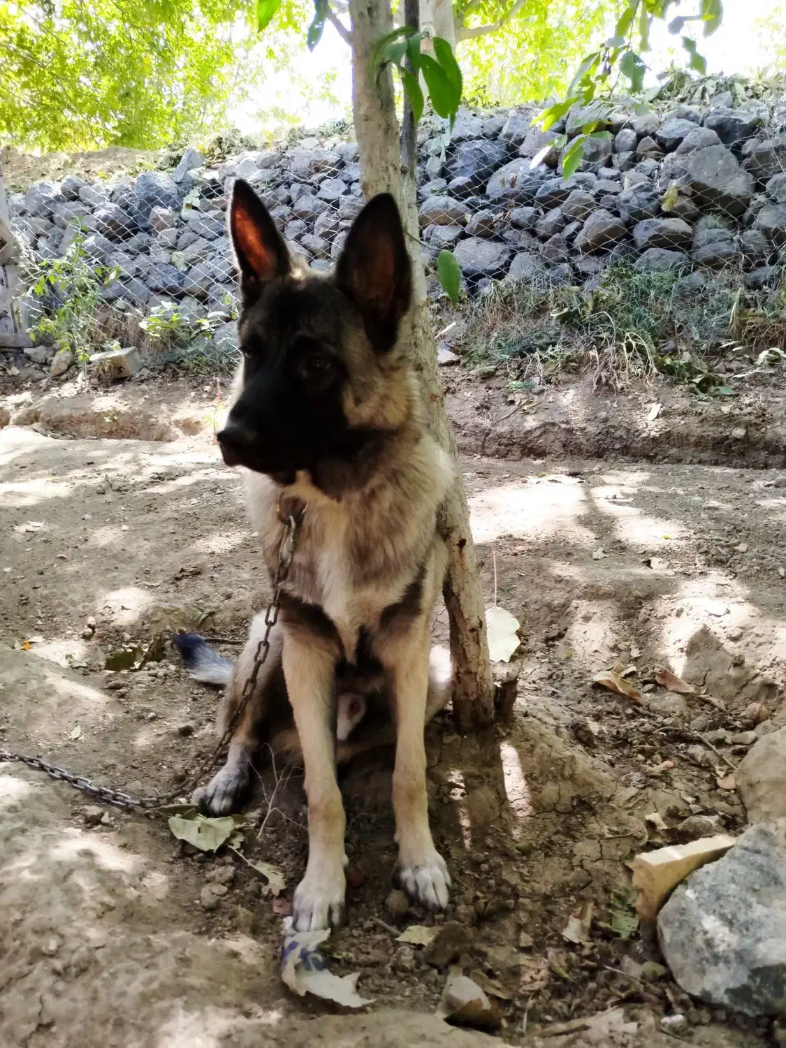 واگذاری ژرمن مالینویز|سگ|بومهن, |دیوار