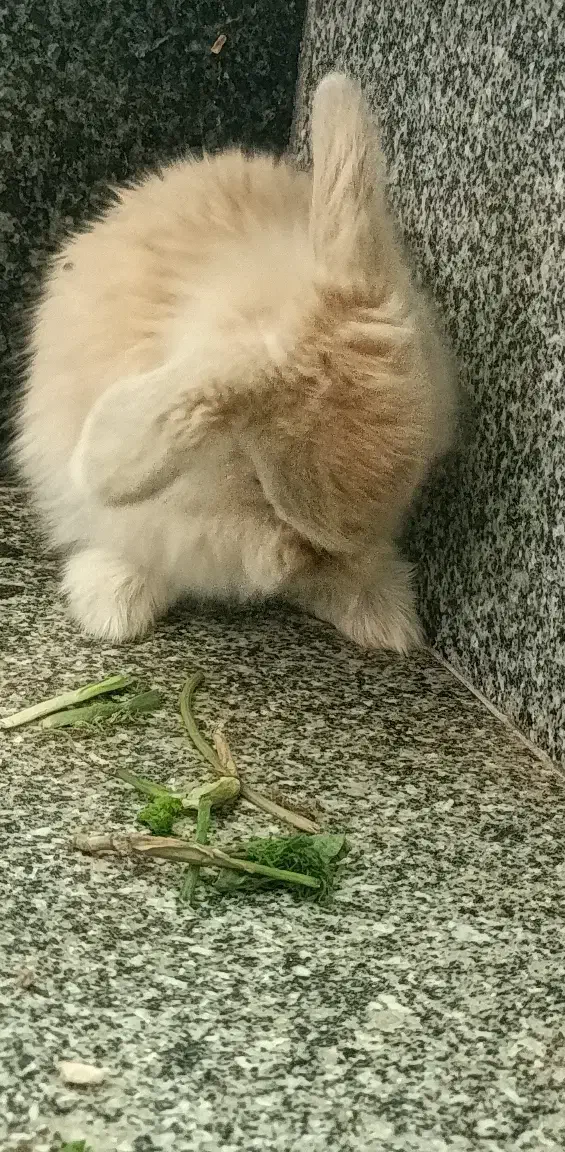 خرگوش لوپی|موش و خرگوش|مهاباد (آذربایجان غربی), |دیوار