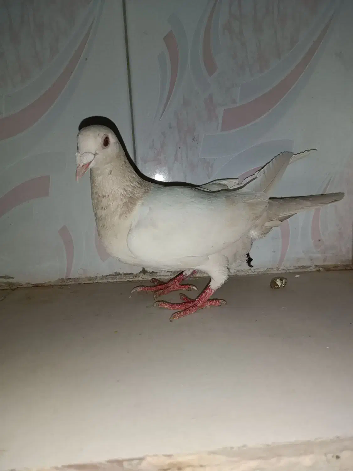 کبوتر معاوضه|پرنده|قیدار, |دیوار