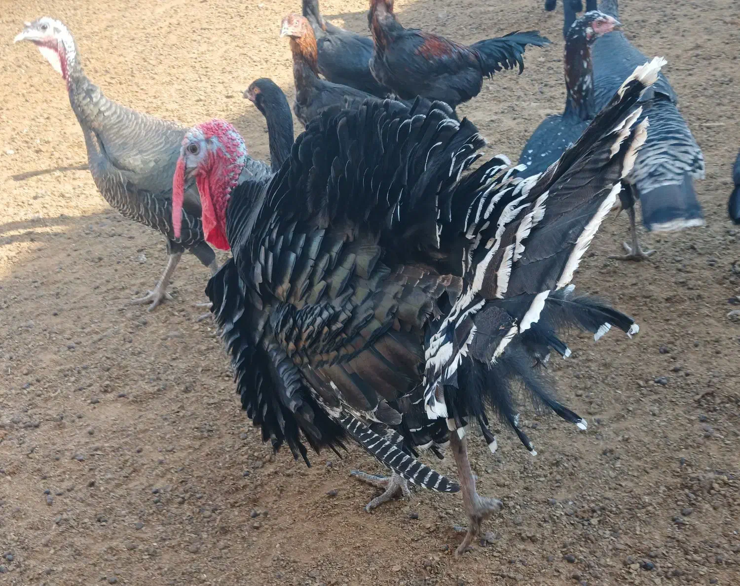 3 عدد بوقلمون|حیوانات مزرعه|مشهد, کلاته تیموری|دیوار