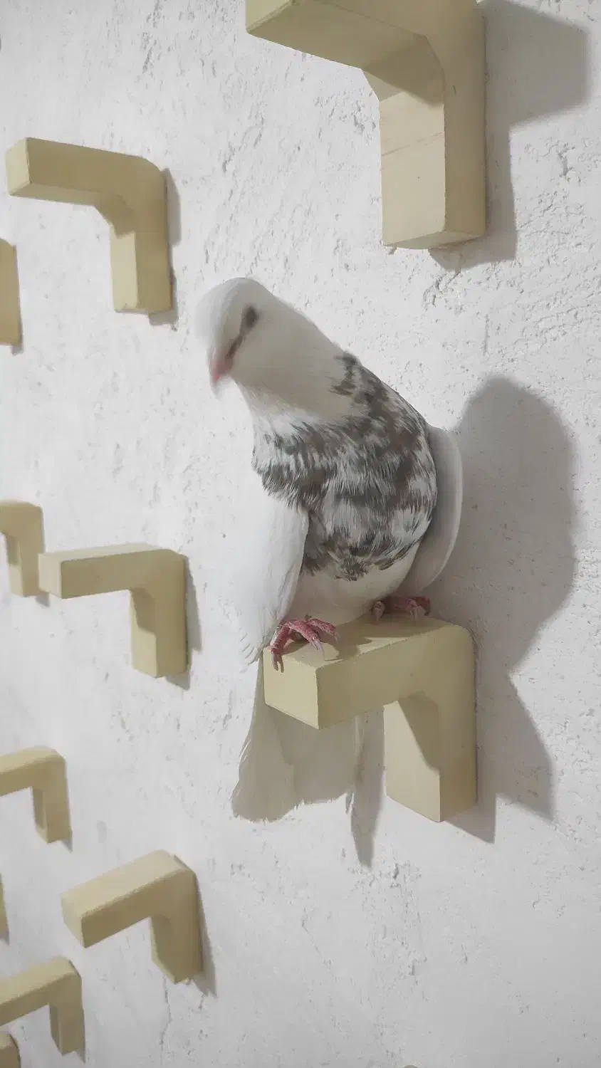 طوقی کرمانشاهی|پرنده|کرمانشاه, |دیوار