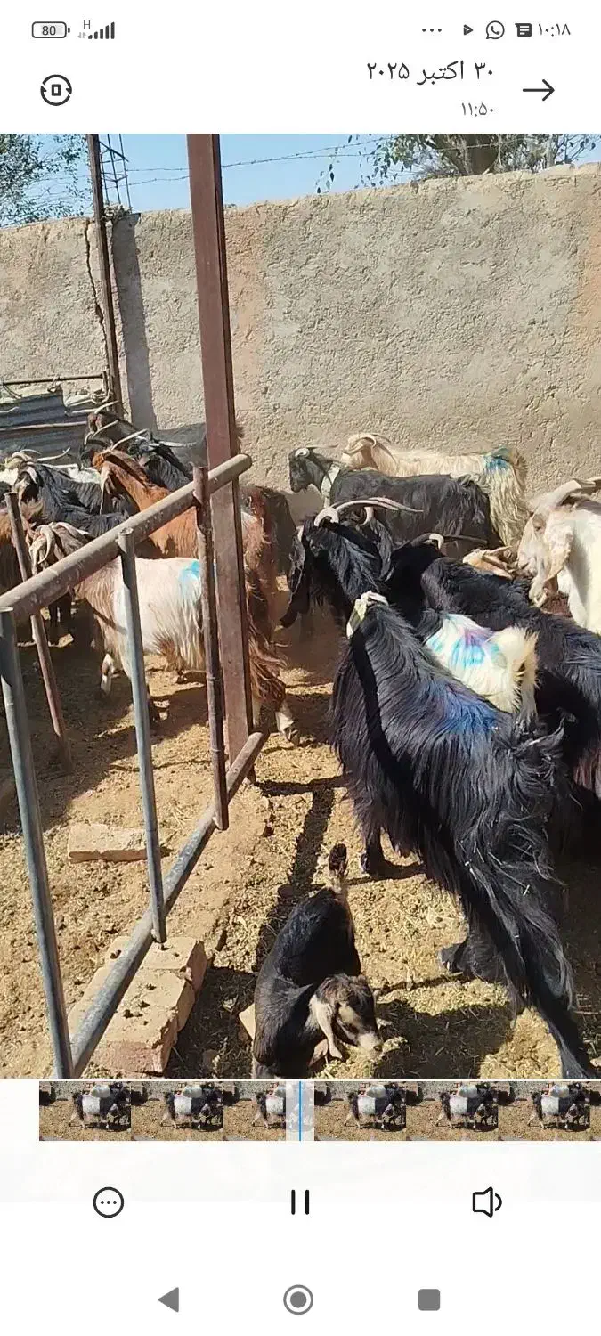 بز وکهره داشتی|حیوانات مزرعه|رحمت‌آباد, |دیوار