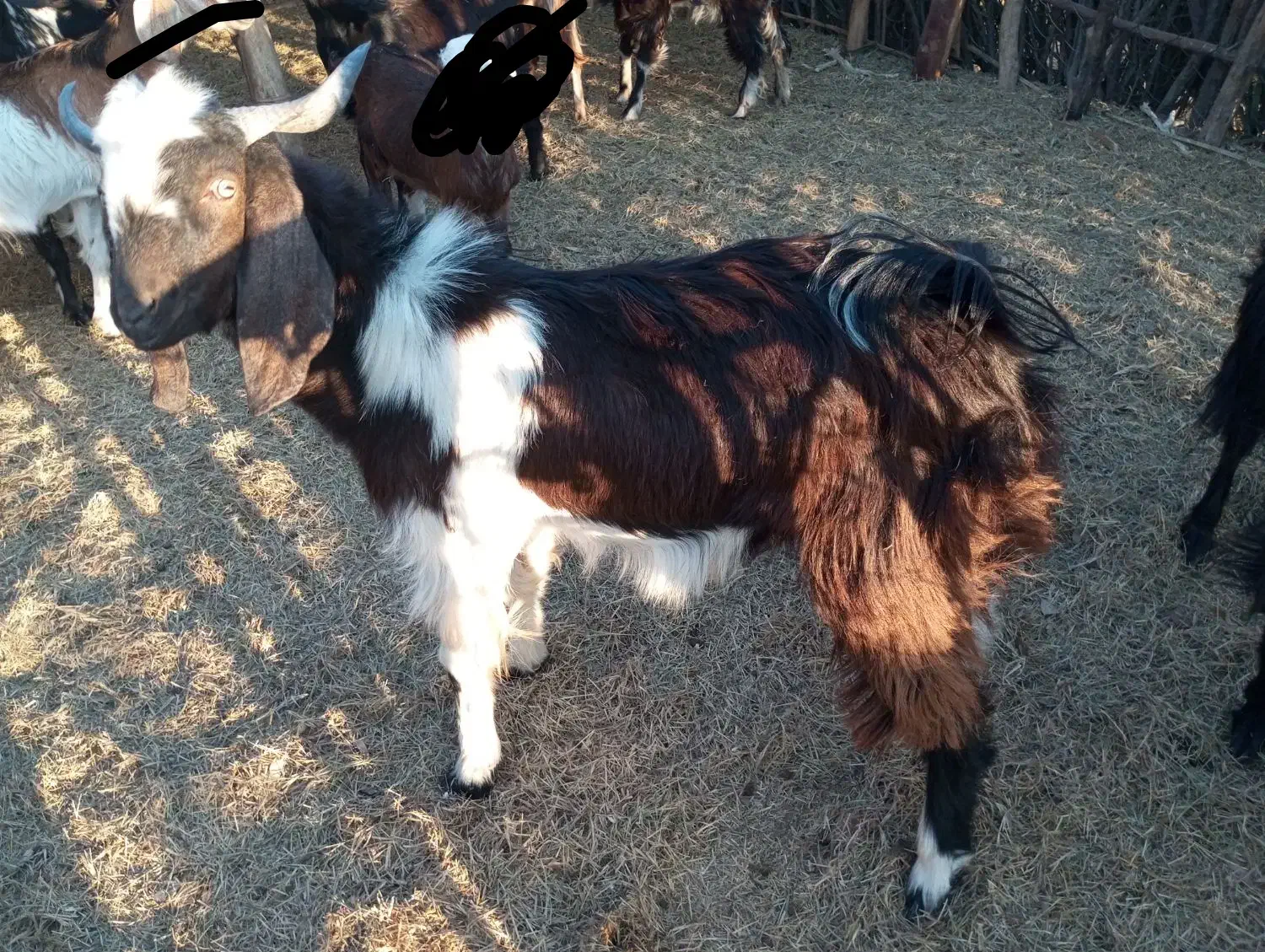 یه دونه تروشت ب فروش میرسد|حیوانات مزرعه|دلگان, |دیوار