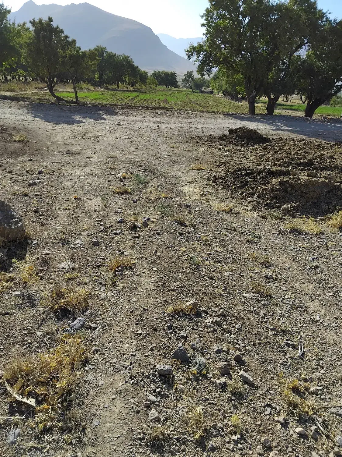 زمین زراعی و کشاورزی|اجارهٔ دفتر صنعتی، کشاورزی، تجاری|کیار, |دیوار