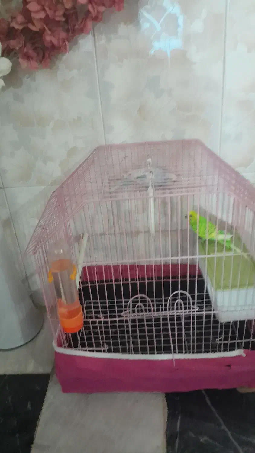 مرغ عشق|پرنده|دورود, |دیوار