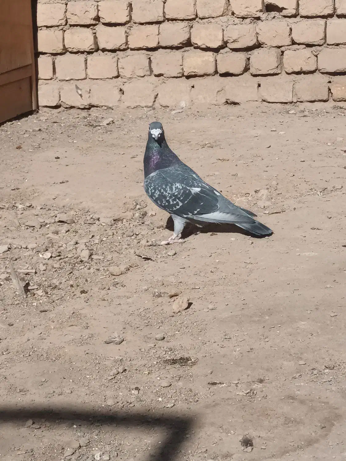 کفتر پلاکی|پرنده|فولادشهر, سایت صنعتی کاوه|دیوار