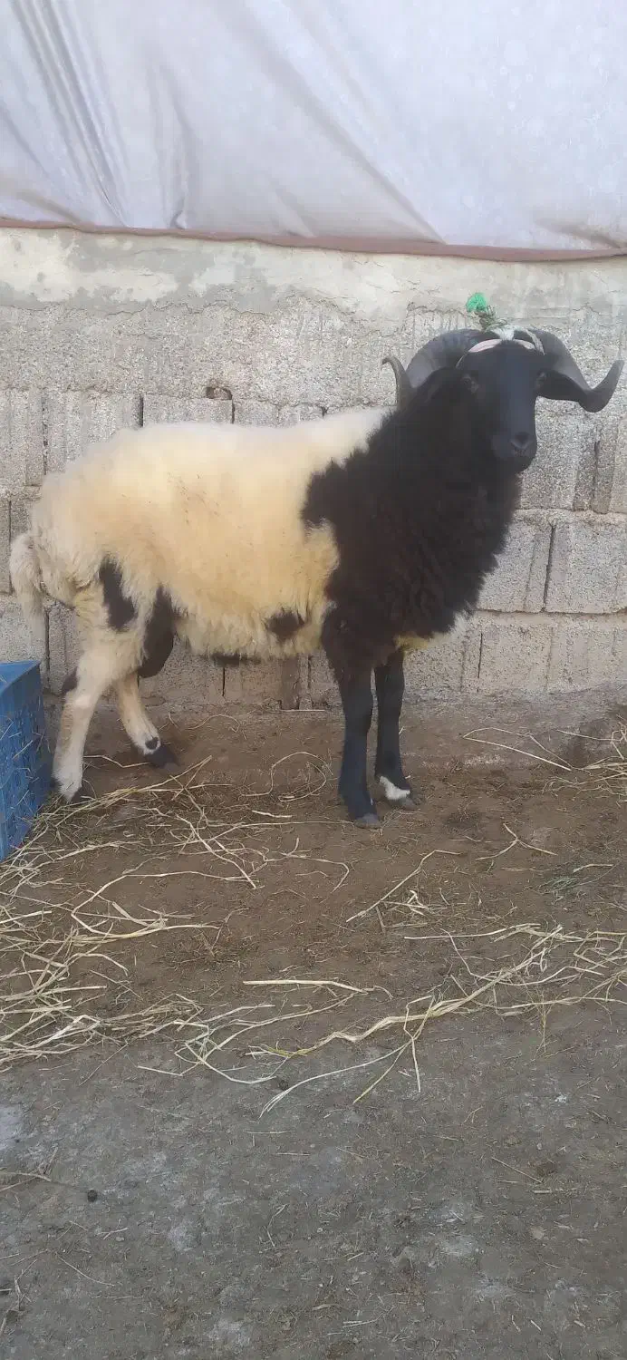 فروش یکجا ماده گوسفند|حیوانات مزرعه|اطاقور, |دیوار
