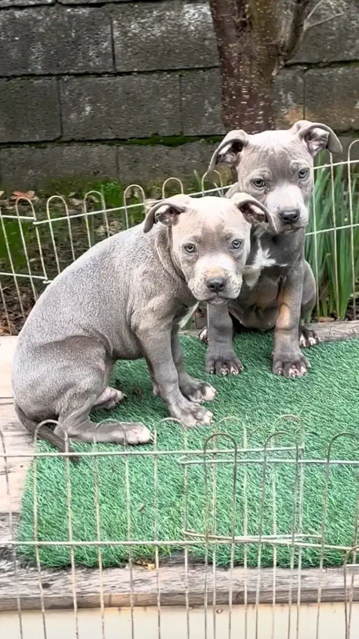 توله پیتبول بلو|سگ|رشت, گلسار|دیوار