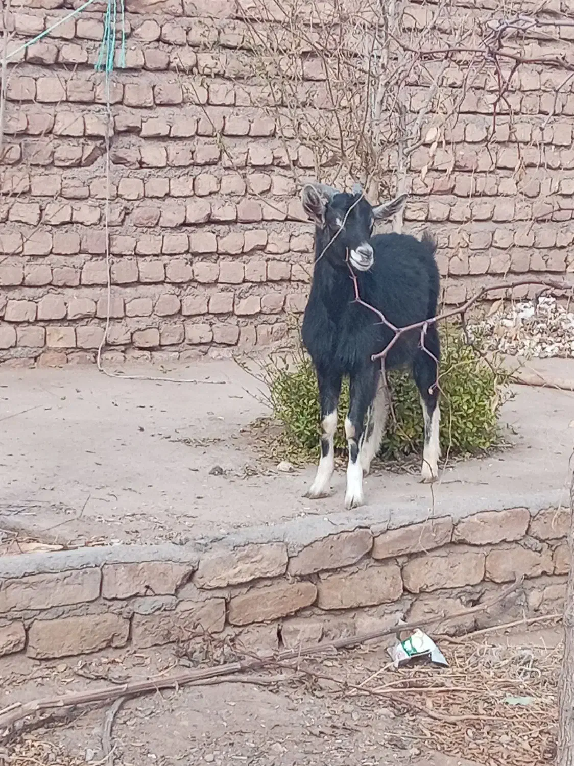 فروش یک راس بزغاله آلپاین نر|حیوانات مزرعه|میان جلگه, |دیوار