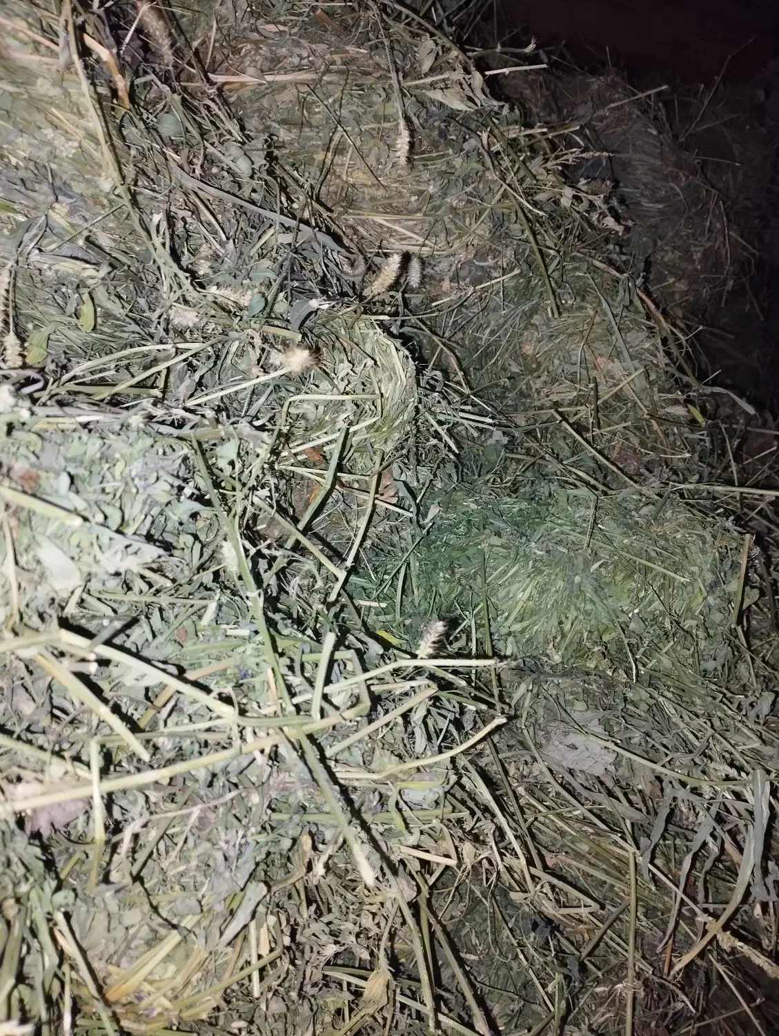 فروش کاه|لوازم جانبی حیوانات|شیروان (خراسان), |دیوار