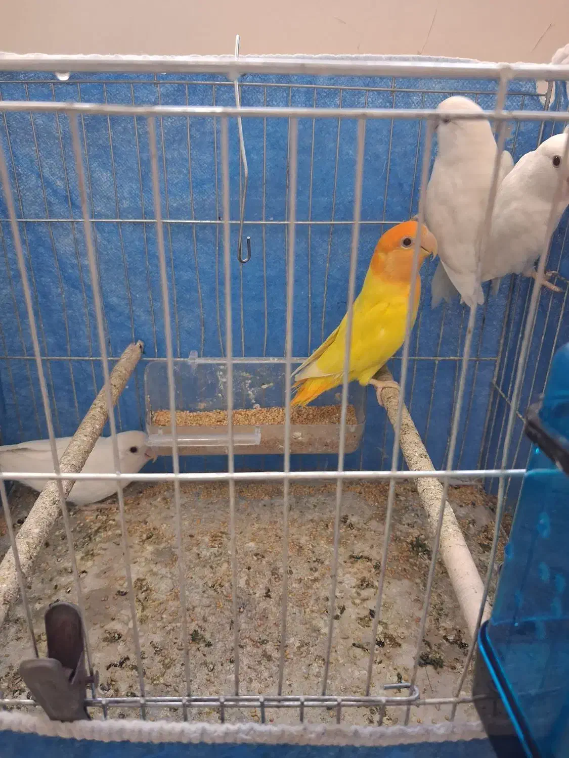 طوطی کوتوله برزیلی.نژاد آلبینو و اوپال کله نارنجی|پرنده|اصفهان, آبشار|دیوار