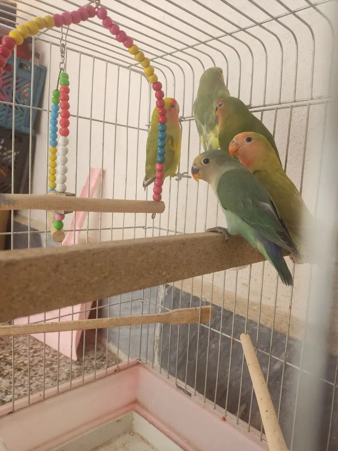 طوطی برزیلی زیبا|پرنده|صدرا-فارس, فاز ۱|دیوار