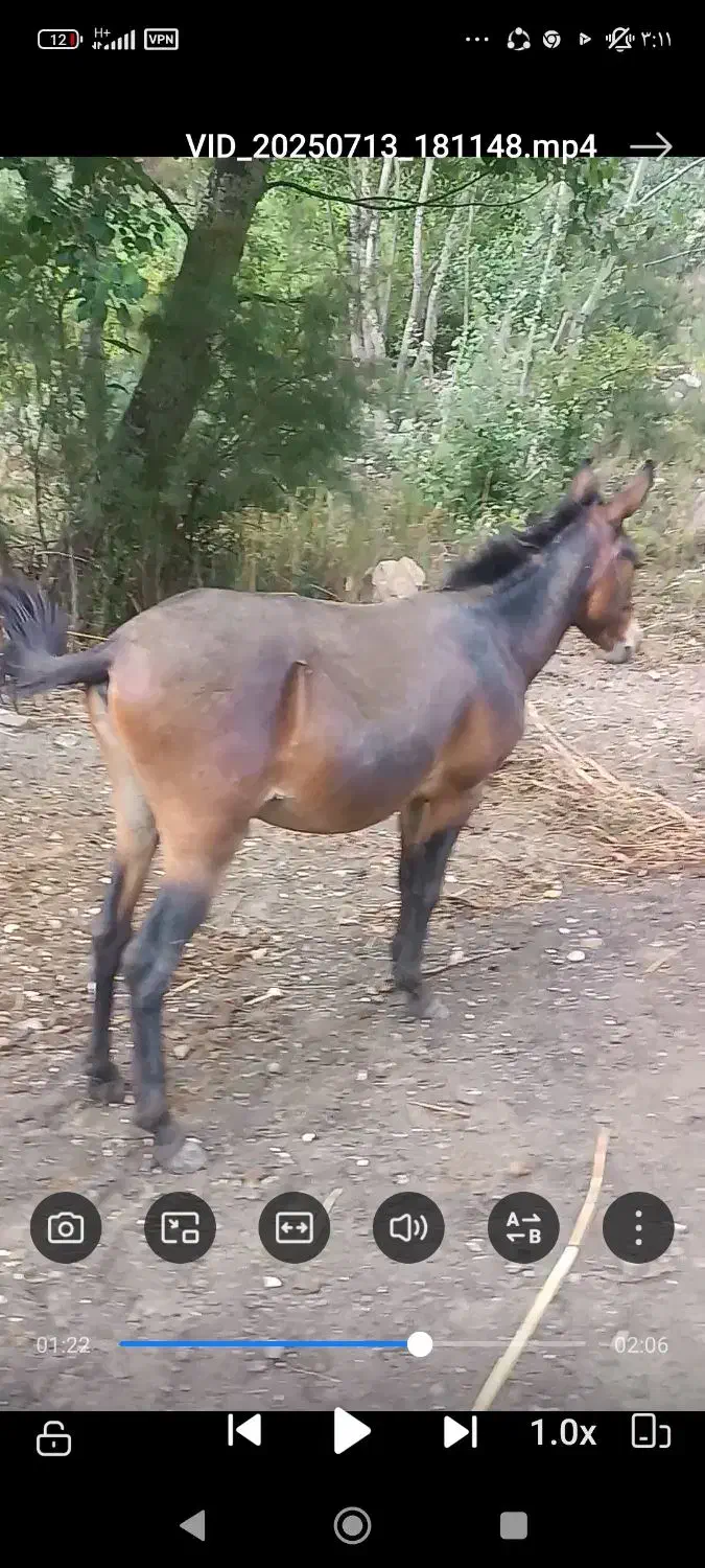 قاطر نر ۳سال خیلی آروم|حیوانات مزرعه|آمل, |دیوار