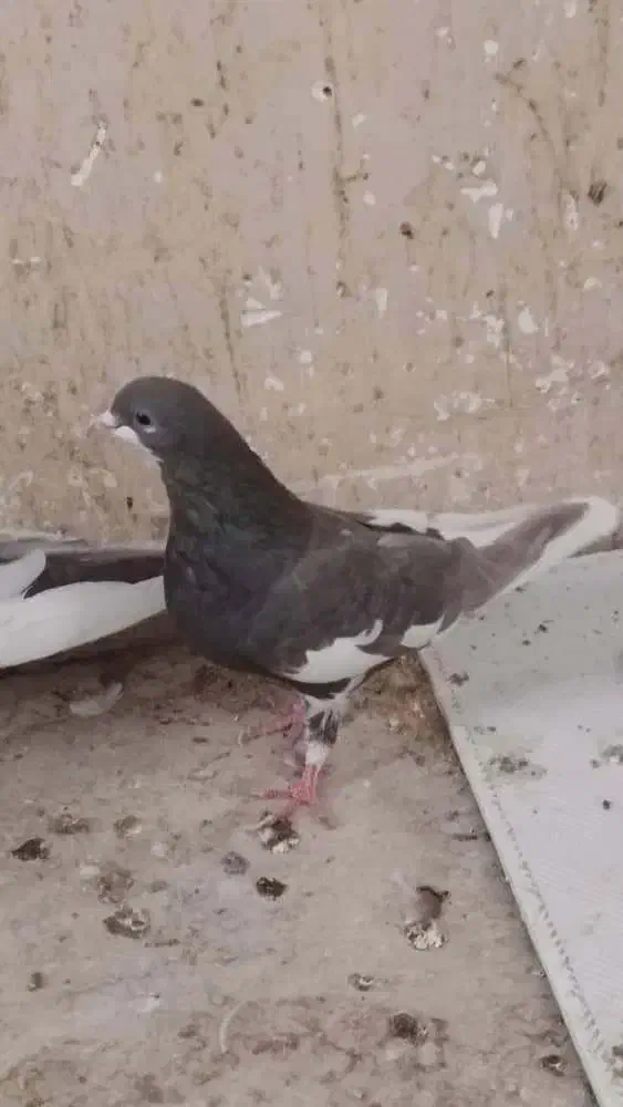 شهری بهبهونی|پرنده|شیراز, کوزه گری|دیوار