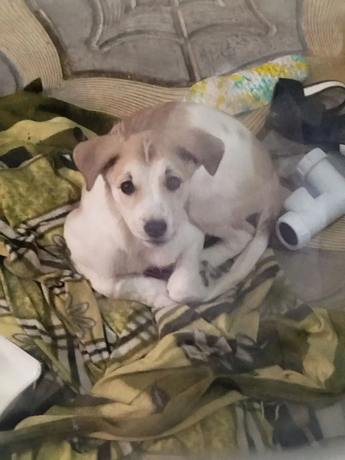 توله سگ اشپیتز دو نیم ماهه رایگان ب شرط|سگ|تبریز, |دیوار