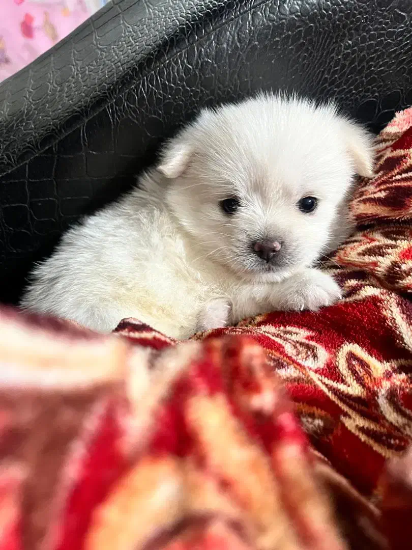 پامر اشپیتز|سگ|یاسوج, |دیوار