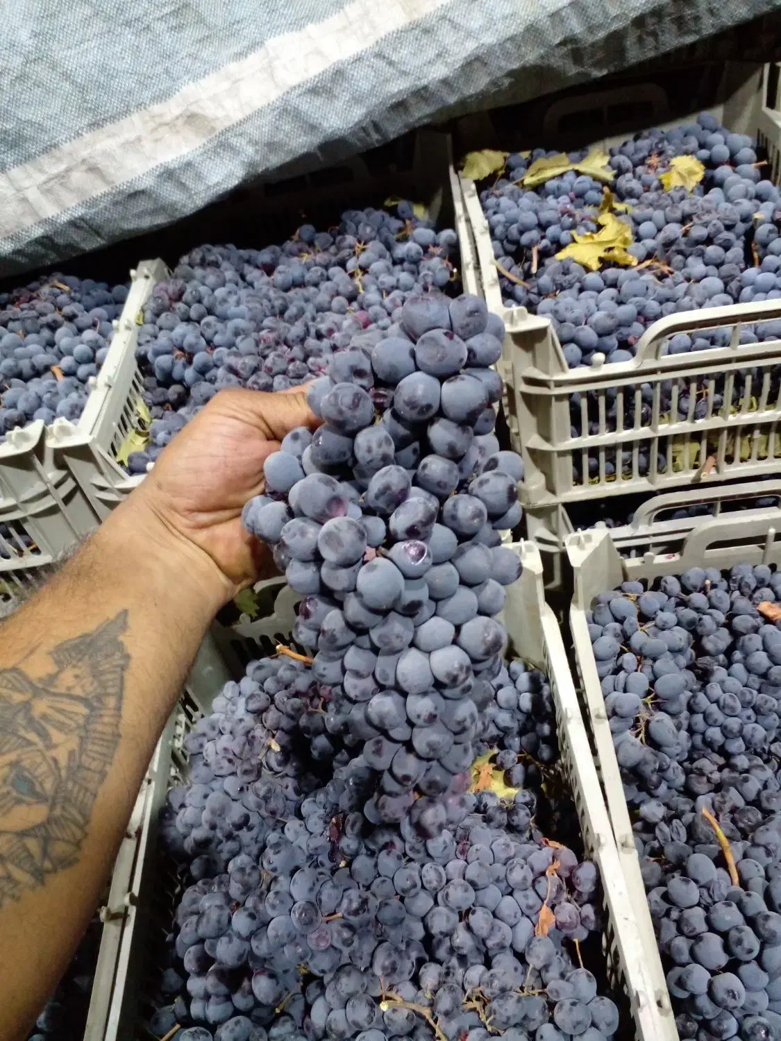 انگور دیمی سردشت درجه یک|خوردنی و آشامیدنی|تهران, میدان میوه و تره‌بار مرکزی|دیوار