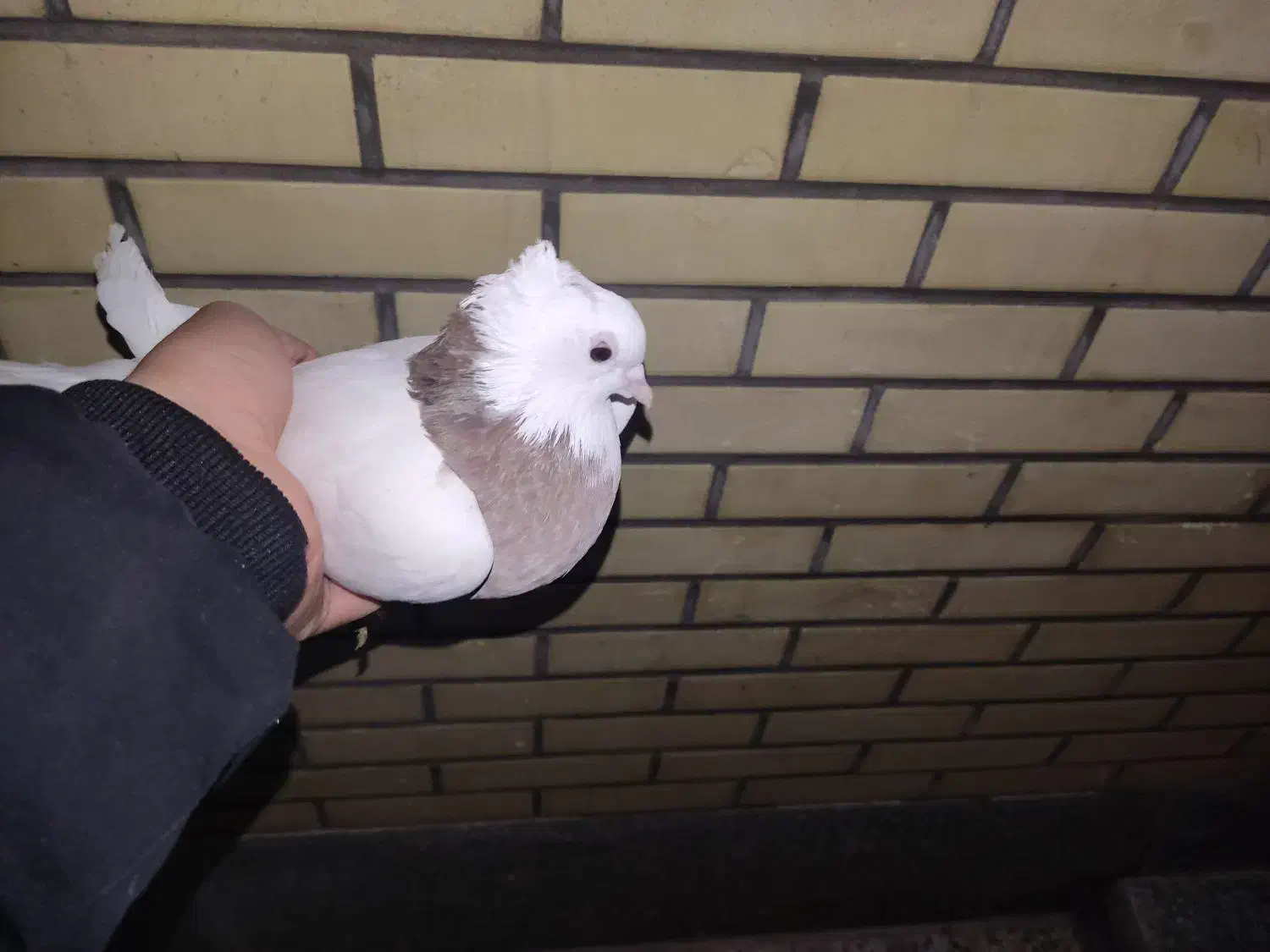 کبوتر طوقی|پرنده|فولادشهر, B2|دیوار